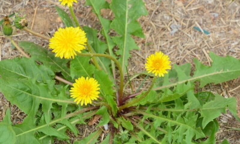 蒲公英野生天然蒲公英蒲公英茶新货现挖蒲公英农家野生整颗蒲公英