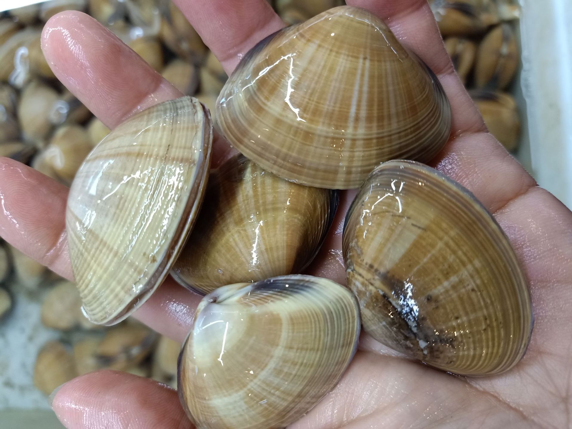批发鲜活水产沙蛤蜊 鲜活花蛤 蛤蜊 花甲粉丝食材 鲜活沙蛤蜊