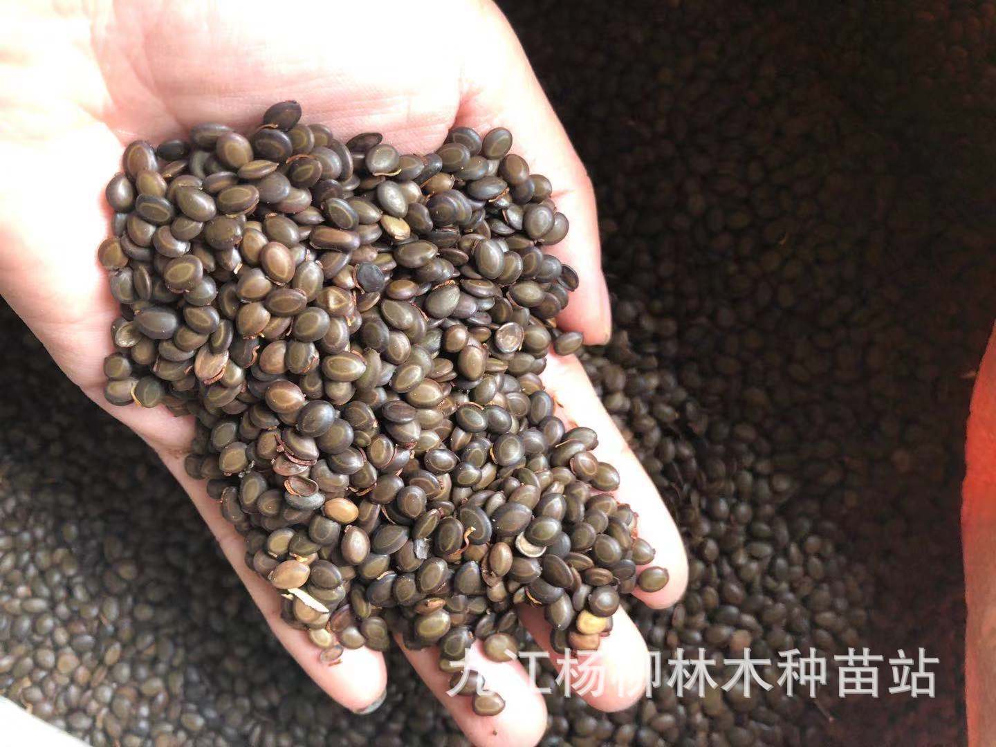 供应台湾相思种子 台湾相思 马占相思 大叶相思等 林木种子