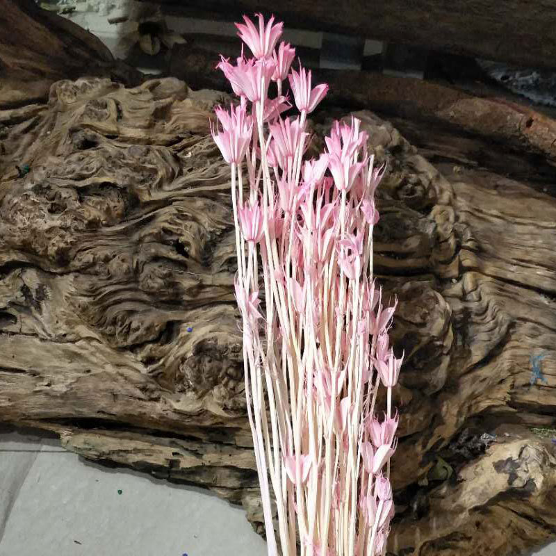 巴西小星花 永生花礼盒配花花材 干花 家居插花 拍照道具