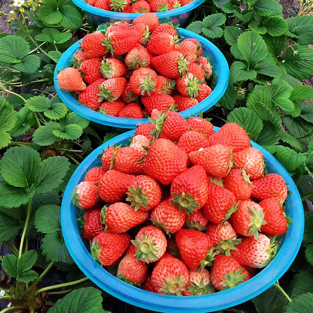 口径35cm10斤装草莓盆加厚可草莓种植户专用塑料脸盆草莓盆