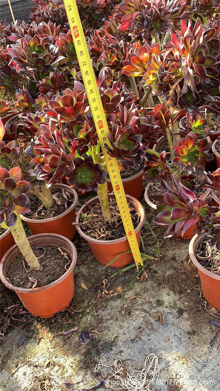 077大棚批发多肉植物老桩 精品酒红法师多肉人气法师品相好裸根发