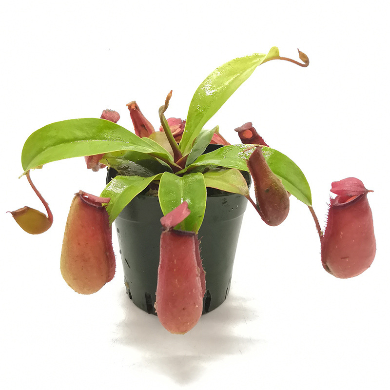 红宝石猪笼草盆栽血腥玛丽奇趣食虫植物 菲朗源头基地批发包邮