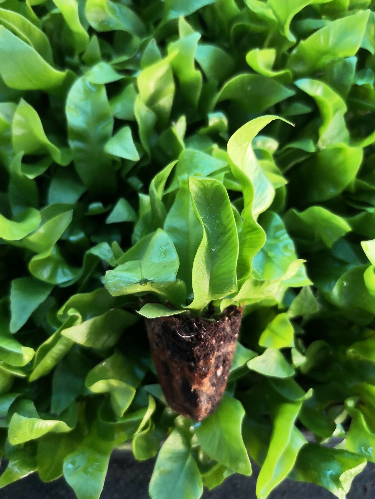 aspleniumnidus火焰鸟巢蕨室内造景植物景观小盆栽热带雨林景观