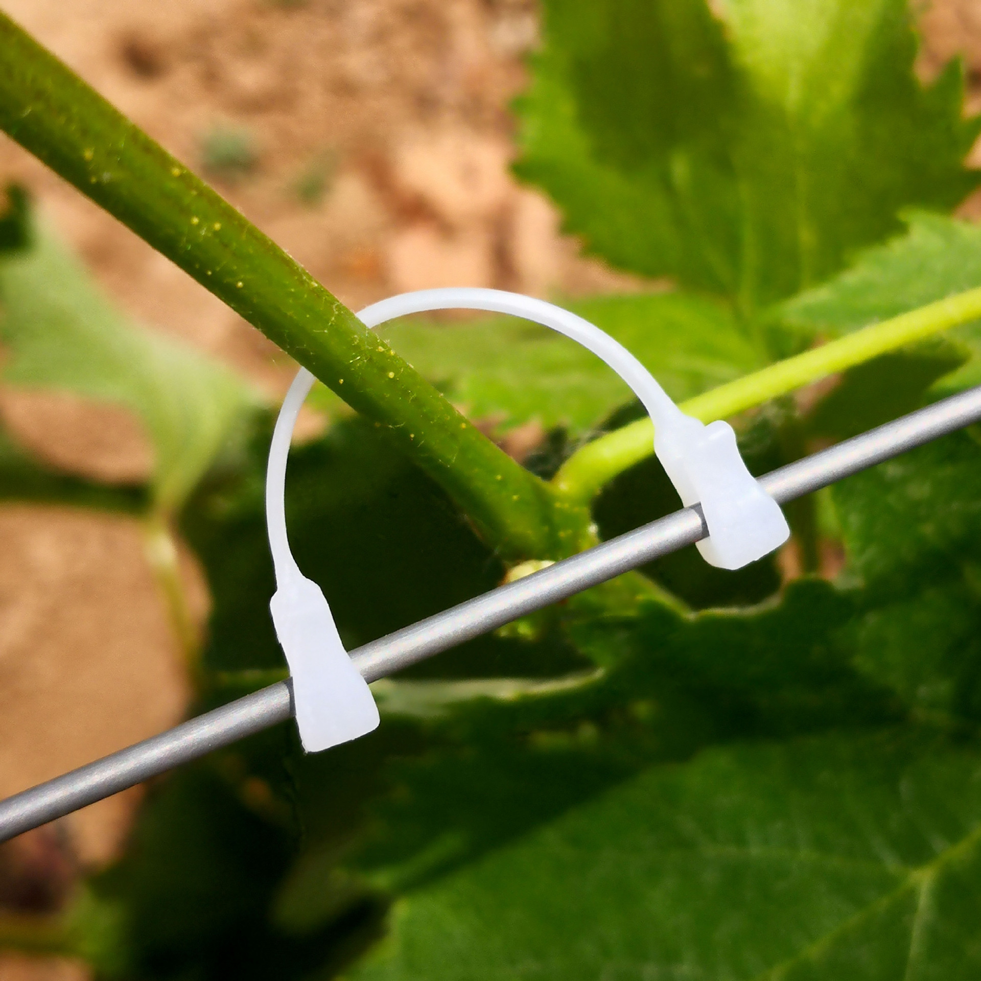 葡萄绑蔓卡猕猴桃绑蔓卡扣绑葡萄卡扣绑枝挂钩葡萄猕猴桃绑枝卡扣