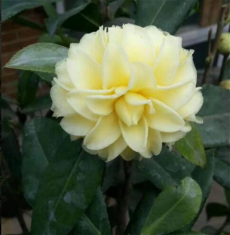 嫁接中大型茶花 正黄旗茶花 花色花系 地径2-3公分粗福建产地