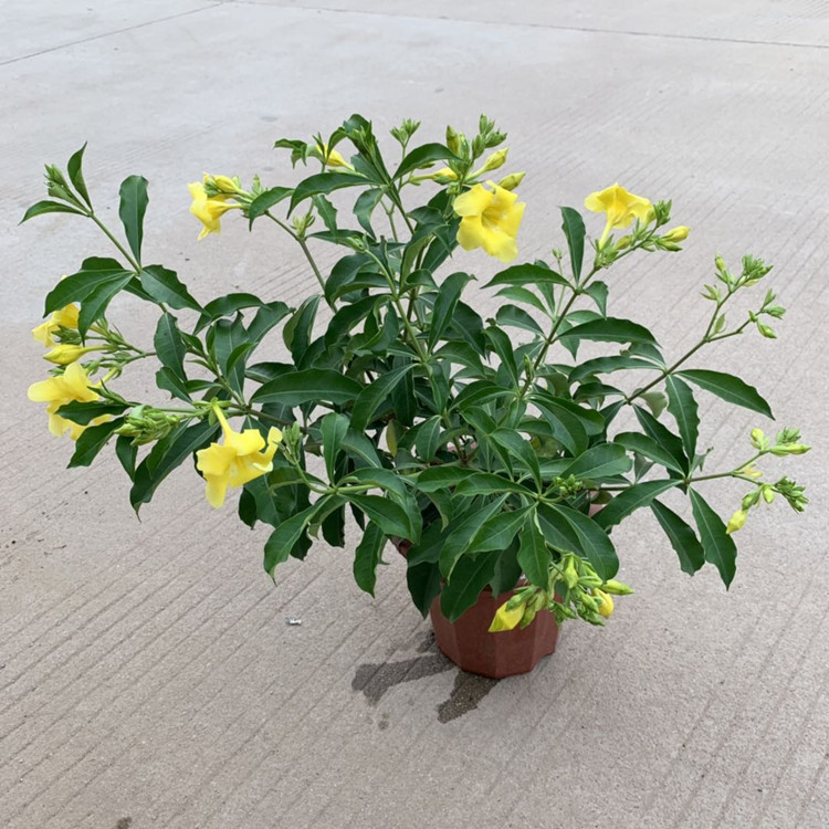 《基地直销》批发黄蝉 230# 金婵适于园林工程或盆栽有抗污染特性