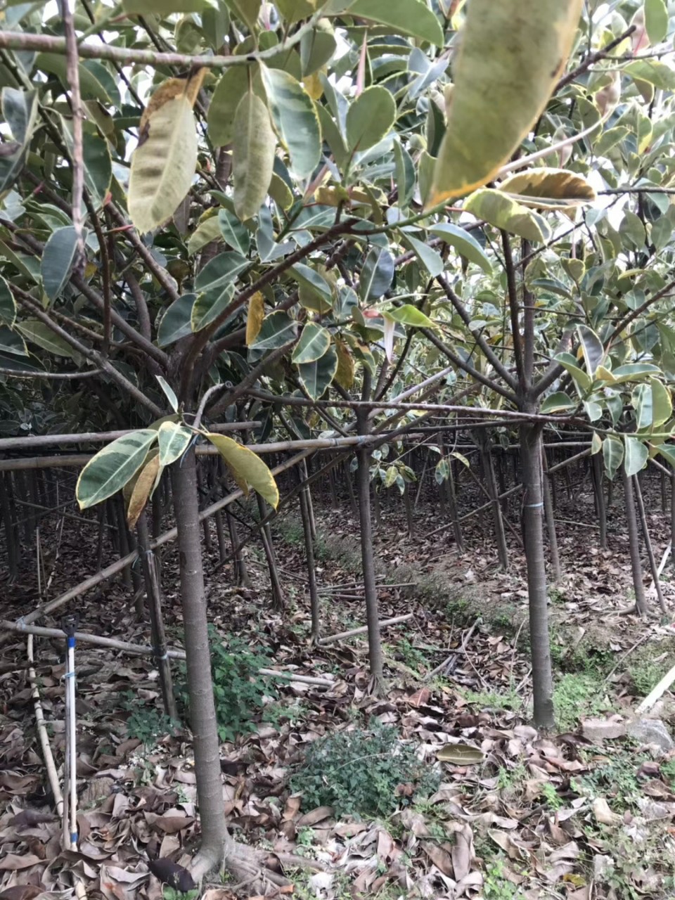 904基地直销花叶橡胶榕710cm地苗花叶橡皮树