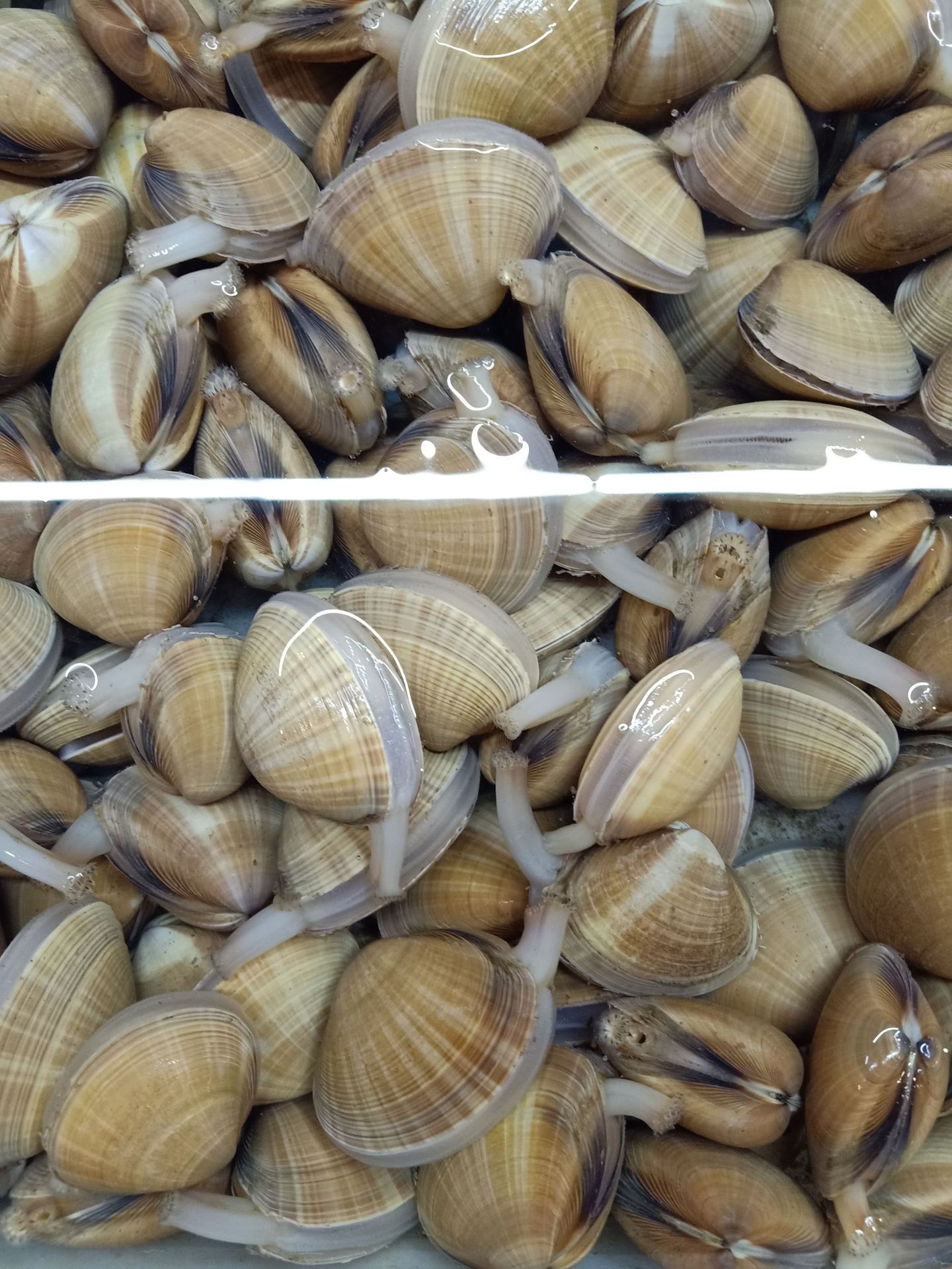 批发鲜活水产沙蛤蜊 鲜活花蛤 蛤蜊 花甲粉丝食材 鲜活沙蛤蜊
