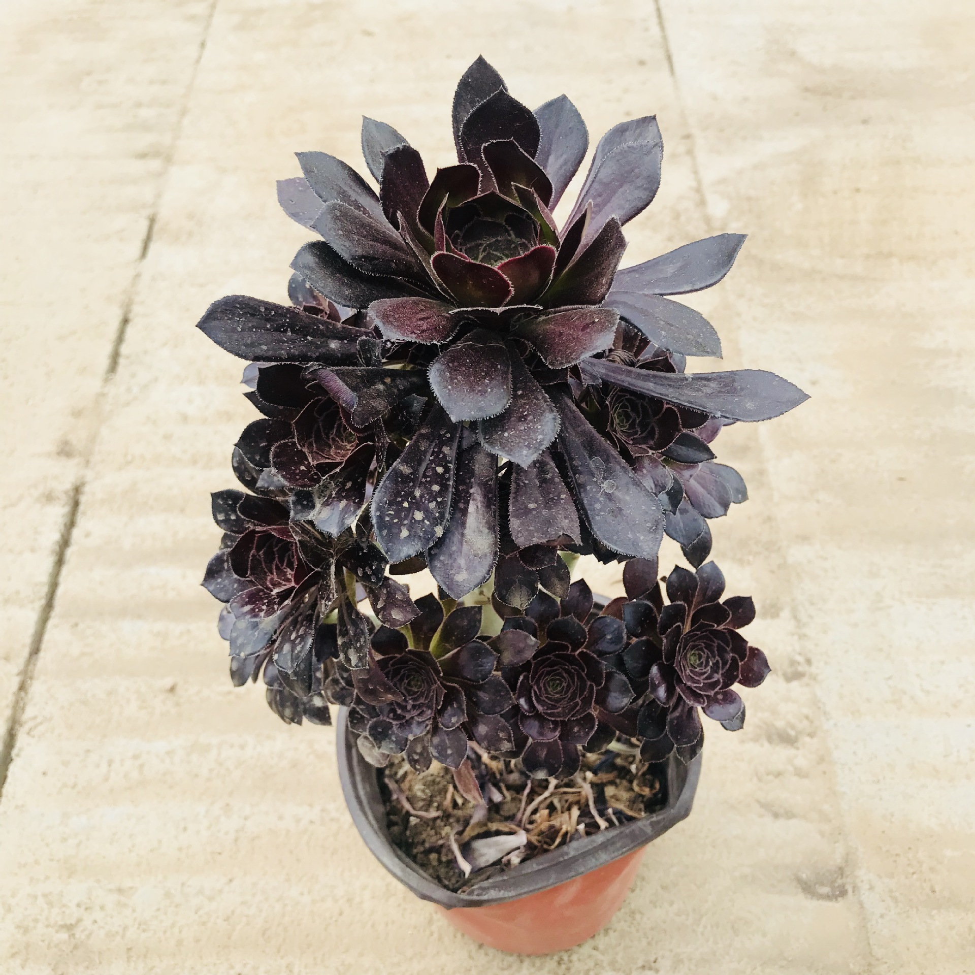 多肉植物黑法师 组合盆栽花卉批发 室内阳台绿植老桩多肉黑法师