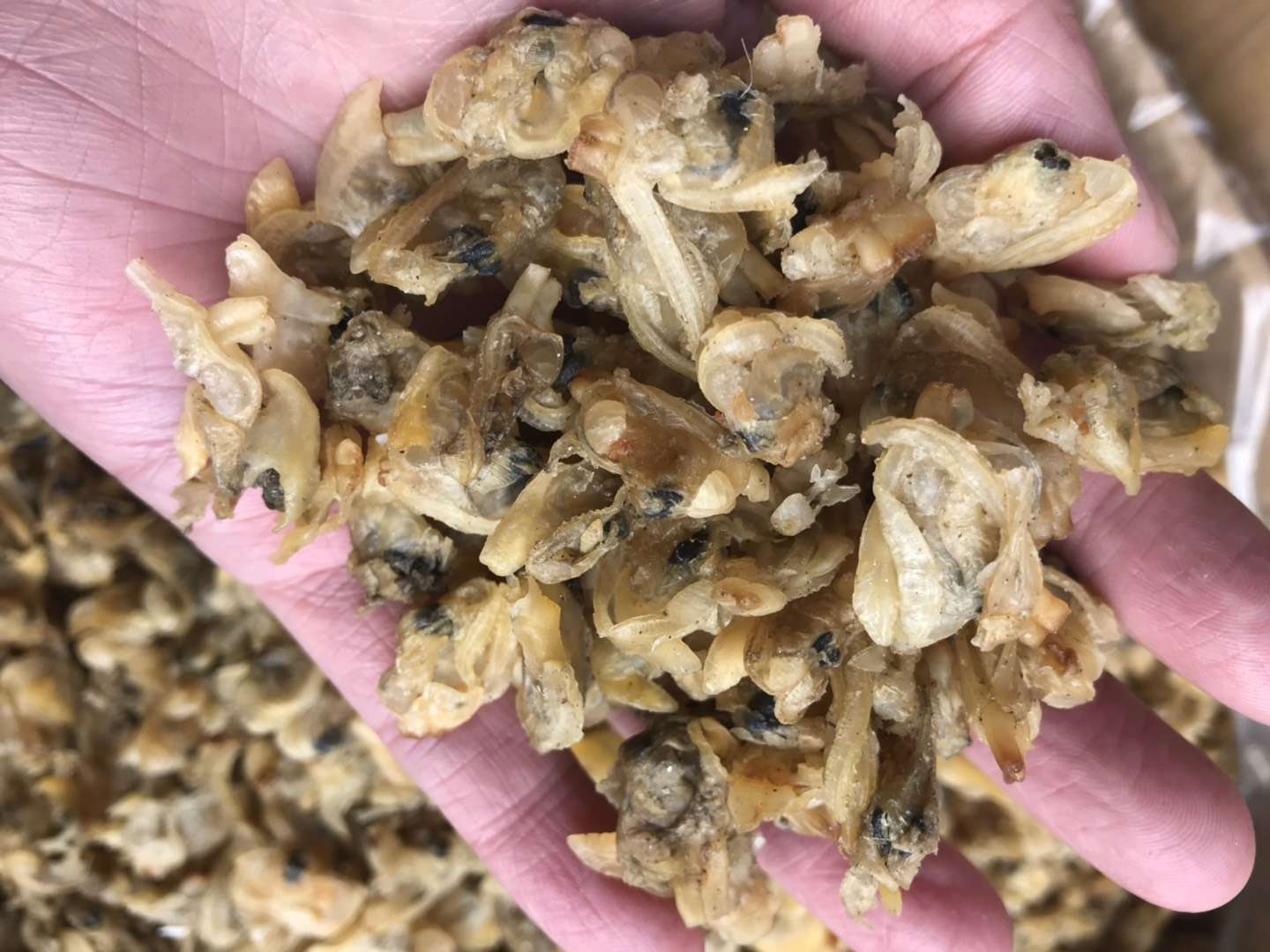 花甲肉 花甲干 砚肉 蛤蜊干 海鲜干货 无沙花甲