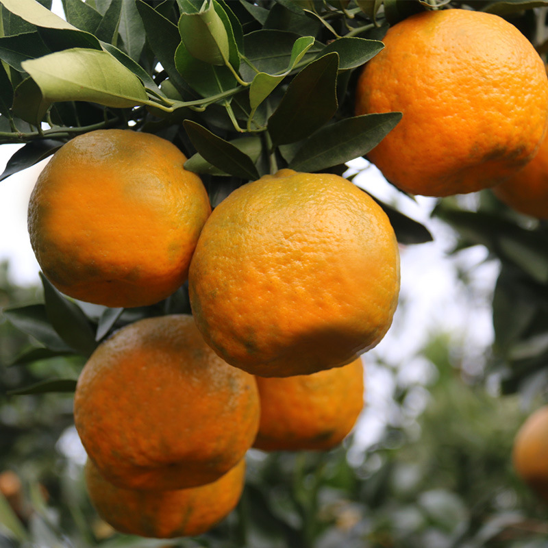 四川高山甜橘 水分充足,甜度高,口感好,老品种,上新试吃价 七