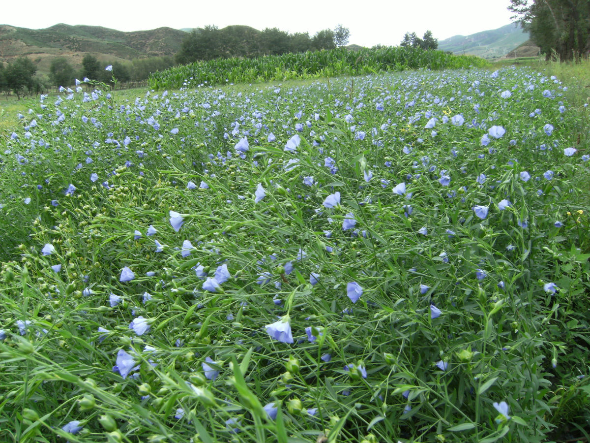 蒙谷香亚麻籽,内蒙古胡麻籽,原产地亚麻籽,经销批发,厂家直供