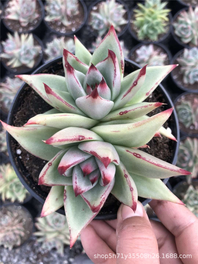 黑檀汁乌木双头多肉珍稀品种裸根发 - 阿里巴巴