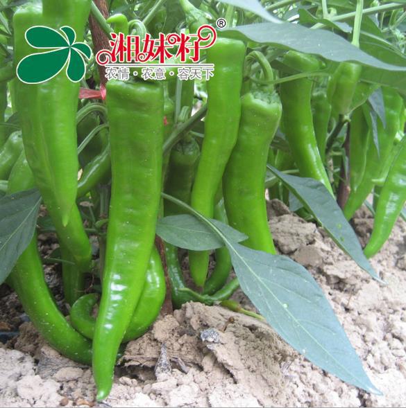 湘妹籽丰抗21浅绿色薄皮辣椒种子高产抗病辣椒后期果不变短1000粒