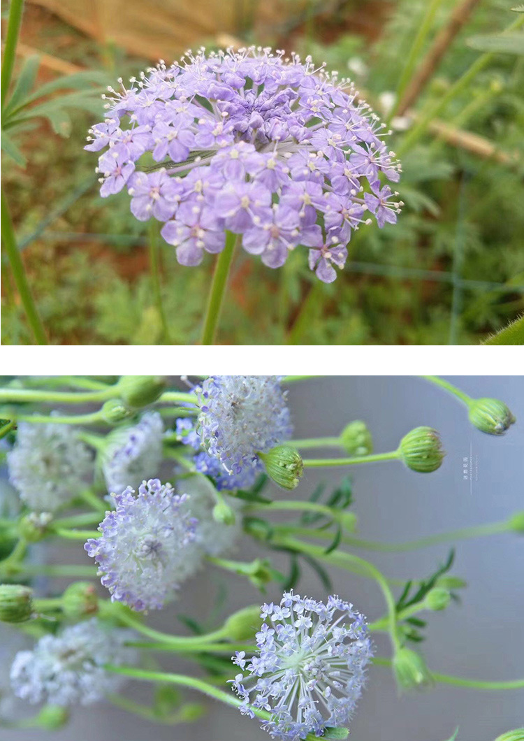 进口鲜切花翠珠种子 庭院阳台花卉种子