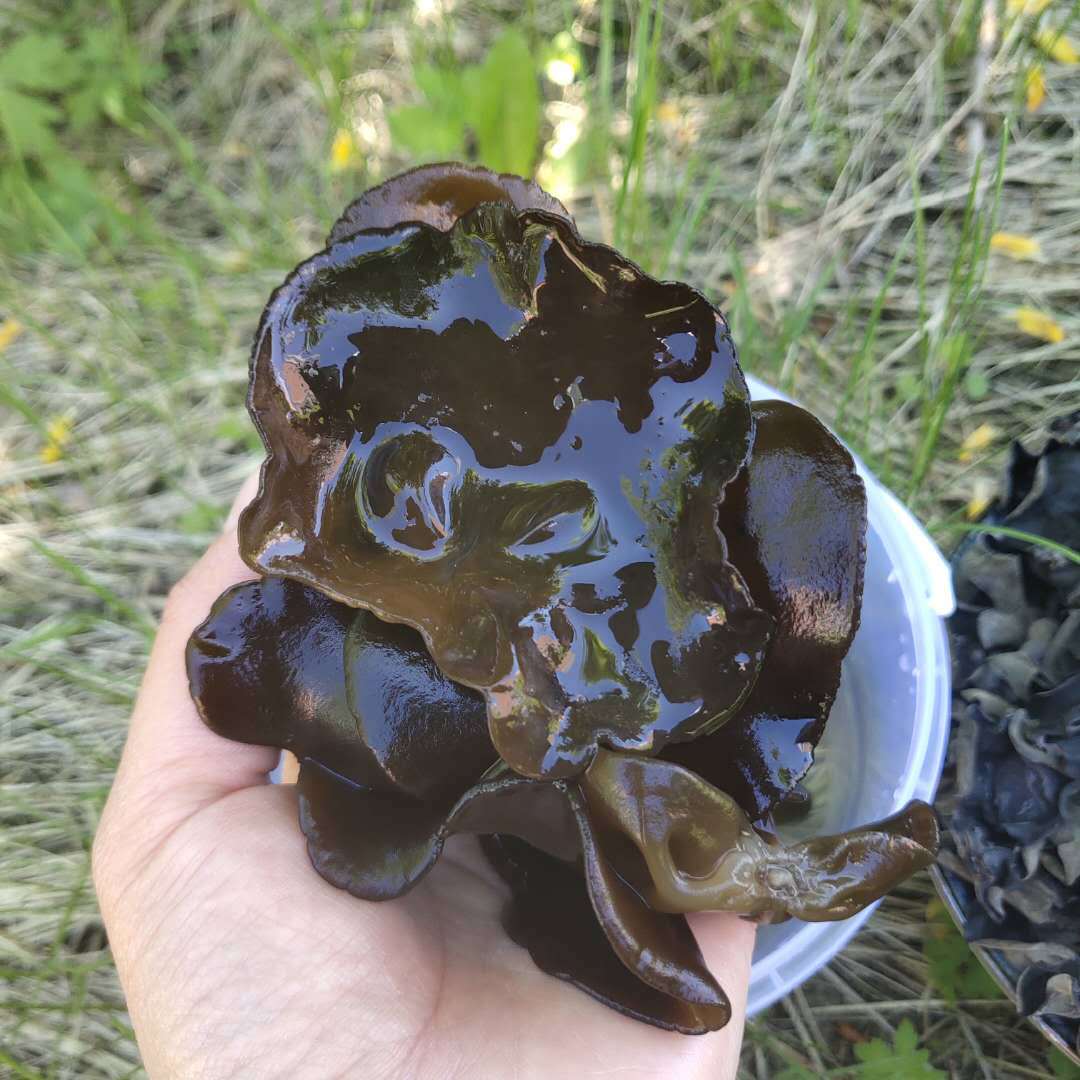 新自然大兴安岭干货野生大 朵秋木耳2厘米以下单片500克胶质厚