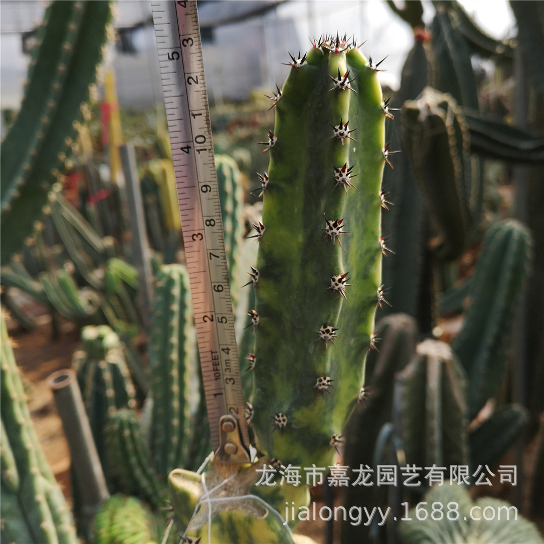 袖浦柱锦仙人柱 袖浦柱 袖蒲砧木仙人柱极上斑锦侧芽沙生植物耐旱