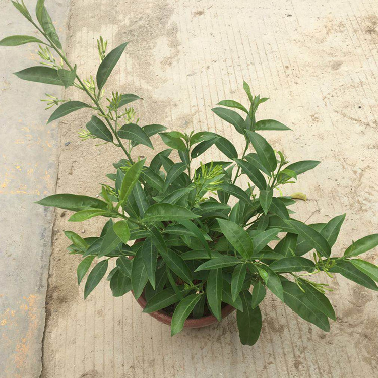 夜来香盆栽植物夏季客厅室内驱蚊香草苗树苗四季开花净化空气