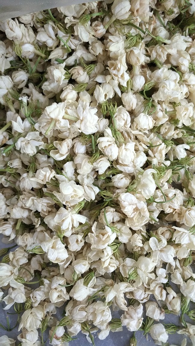 广西横县茉莉花之都,茉莉开花干