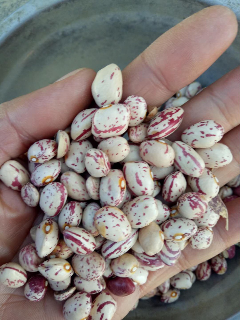 新疆圆奶圆圆花豆