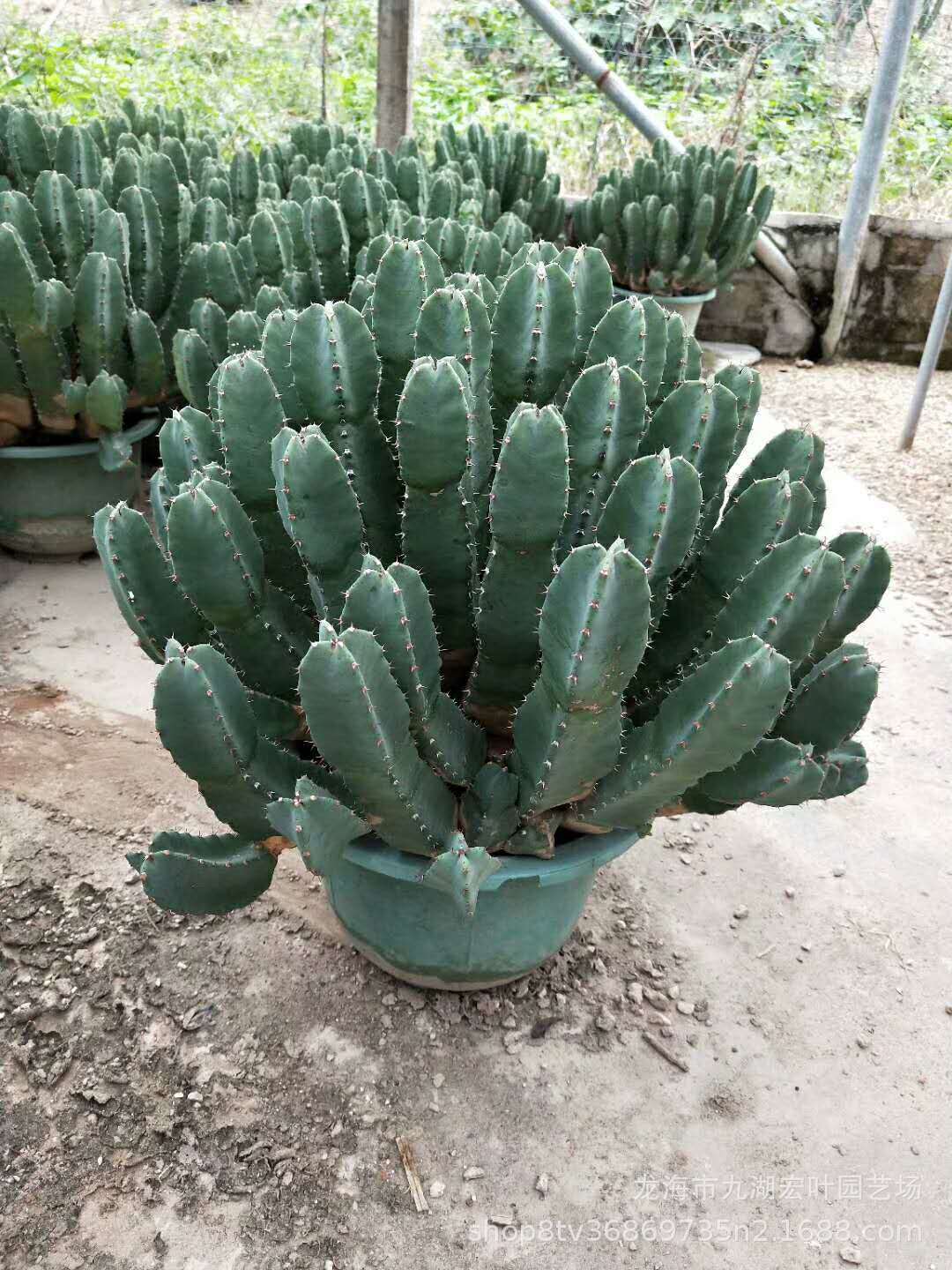 鹿角麒麟 超大白角麒麟 仙人柱大戟科 多肉植物批发沙生植物景观