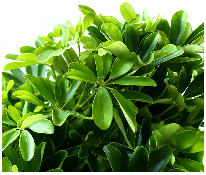 室内大型客厅办公盆栽花卉八方来财鸭脚木鸭掌木观叶植物招财树