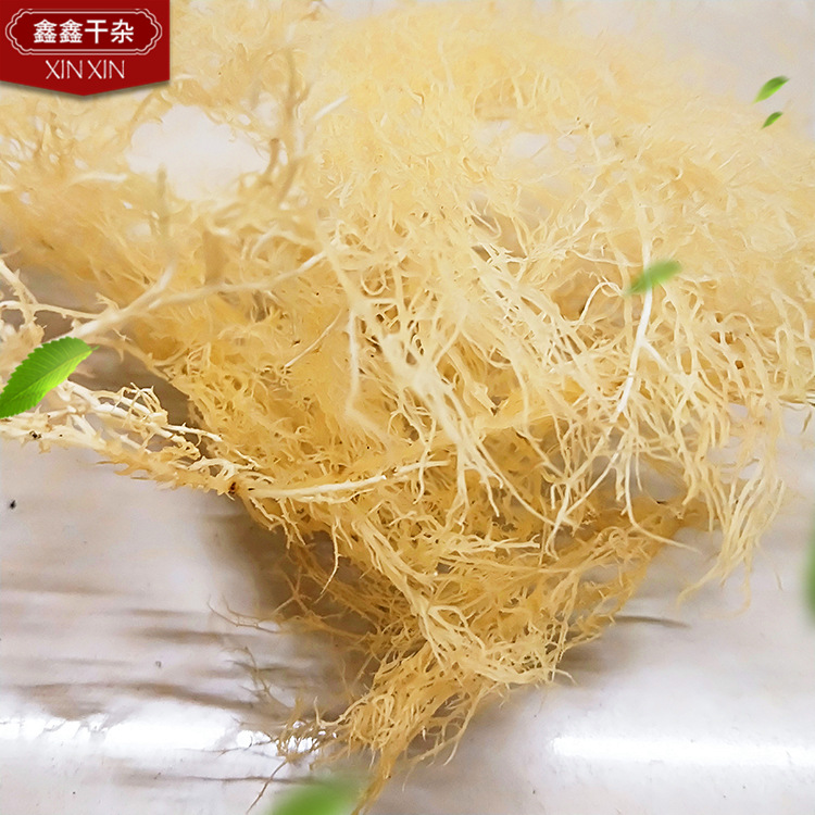批发直销深海珊瑚草 石花龙须菜 海藻干货海底赤菜