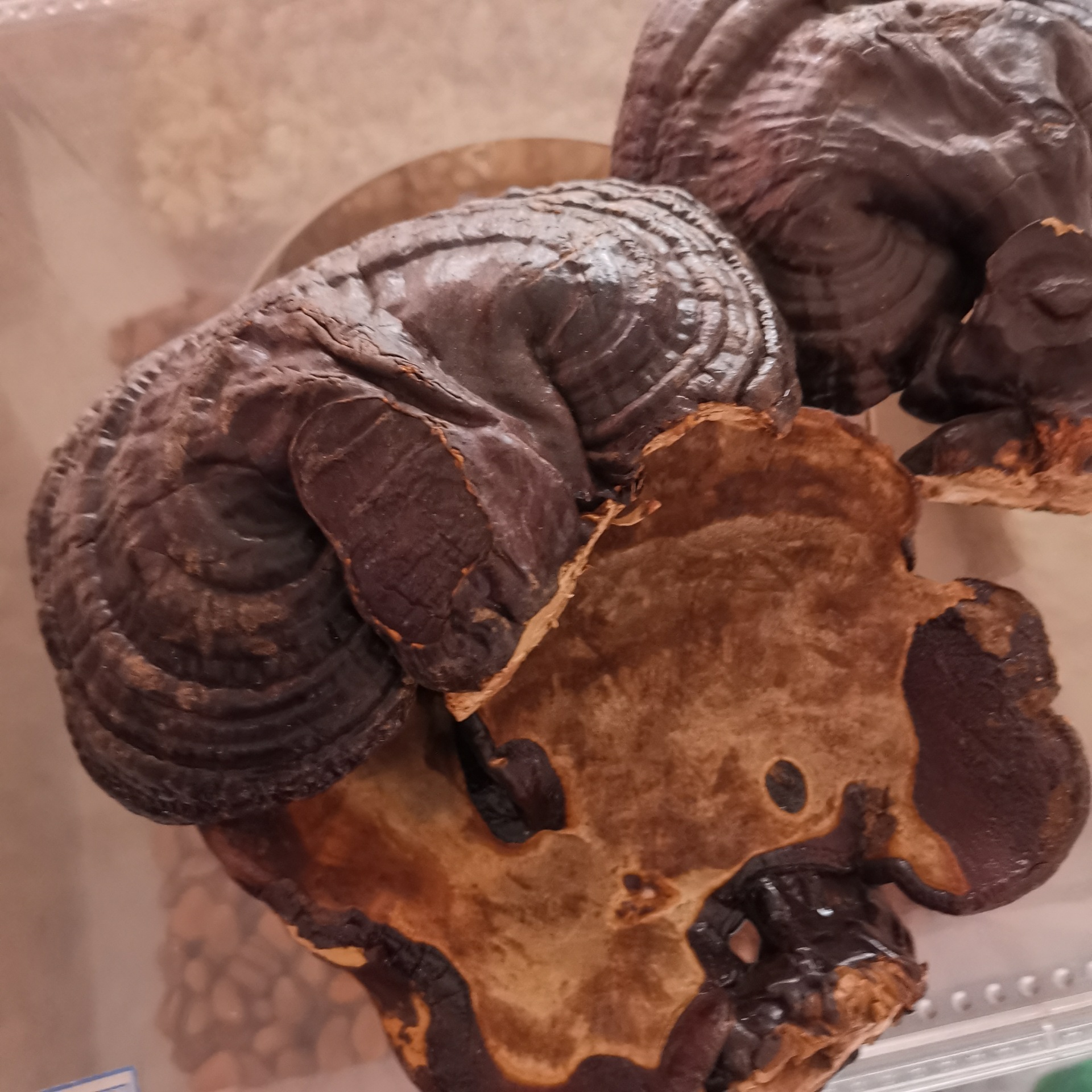 中药材 无柄紫灵芝 黑灵芝 量大从优