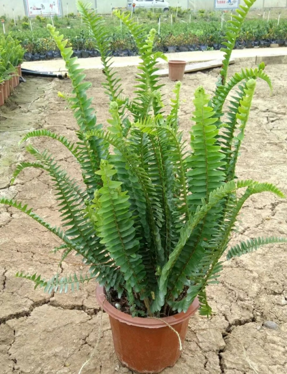 903基地批发供应肾蕨盆栽苗2550cm高排骨草绿化地被蕨类