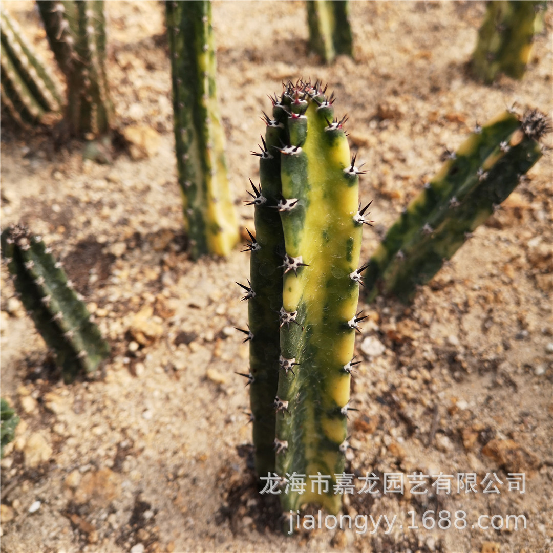 袖浦柱锦仙人柱 袖浦柱 袖蒲砧木仙人柱极上斑锦侧芽沙生植物耐旱