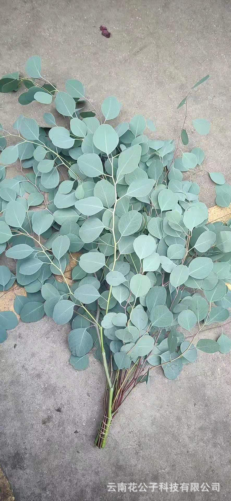 【尤加利叶】昆明基地直发单支多枝大叶小叶圆叶尤加利叶文艺配叶