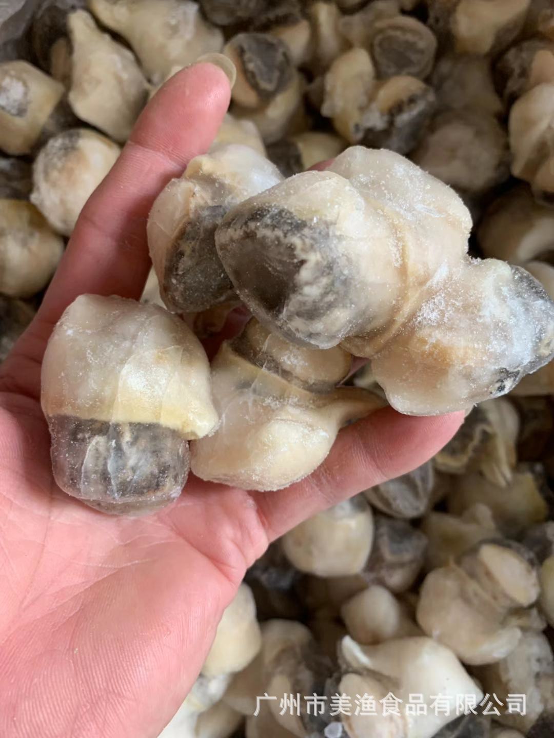 熟冻海螺头肉鲜活新鲜去壳冷冻大海螺肉去内脏贝类海鲜水产可散卖