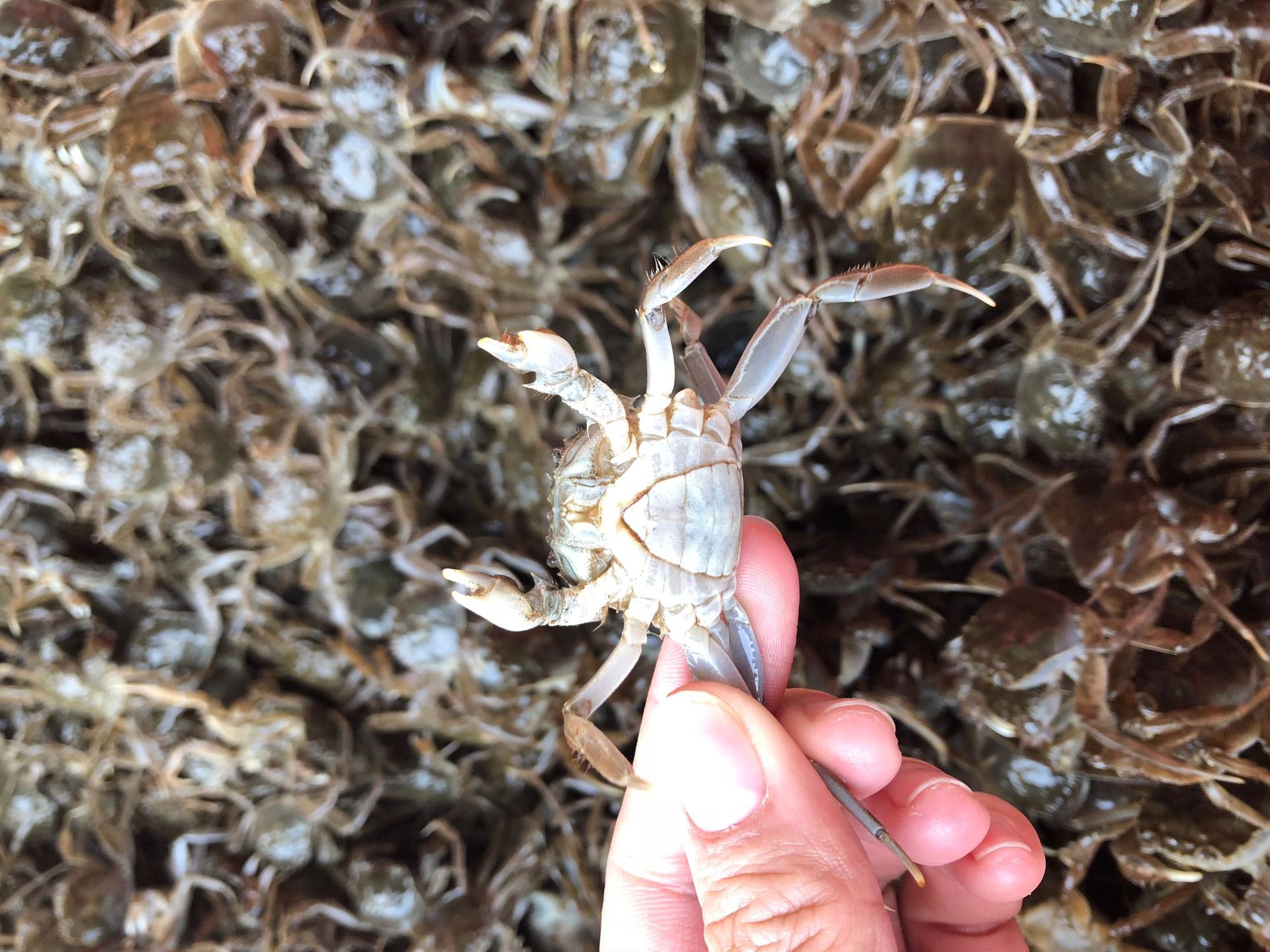 阳澄湖大闸蟹蟹苗活体淡水养殖大闸蟹苗 塘蟹 河蟹苗长江一号蟹苗