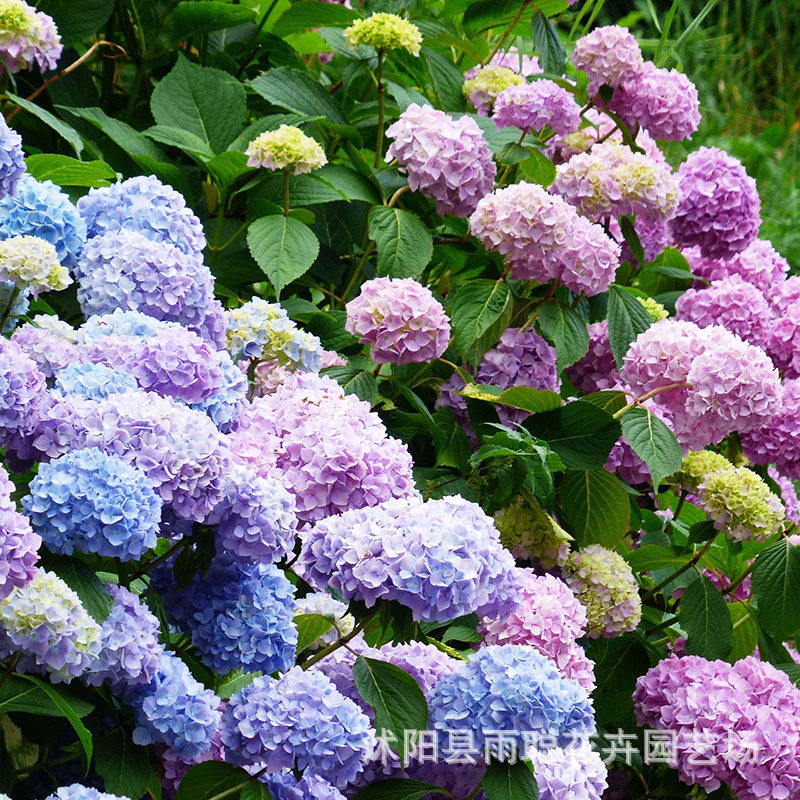 绣球花 种子无尽夏绣球花花种子多年生混色庭院四季种易活种子