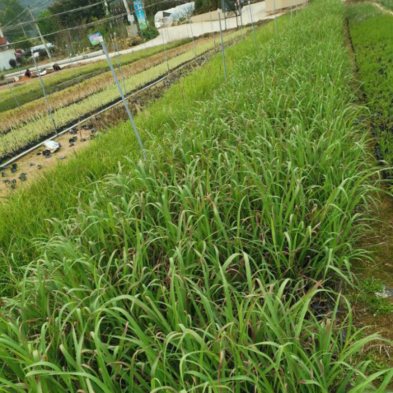柠檬香茅 分株苗 食用芳香植物柠檬香茅草地栽苗批发
