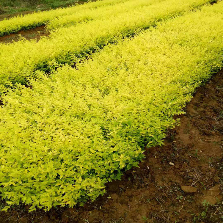 大量金叶女贞