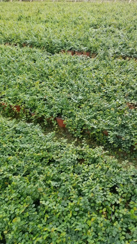 907基地供应 薜荔 20-60cm藤长 杯苗 营养钵 盆栽