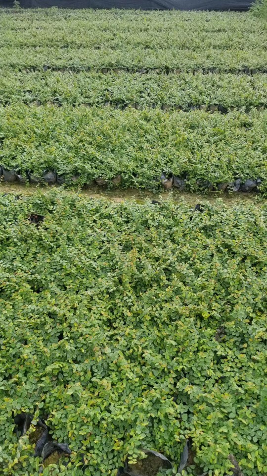 907基地供应 薜荔 20-60cm藤长 杯苗 营养钵 盆栽