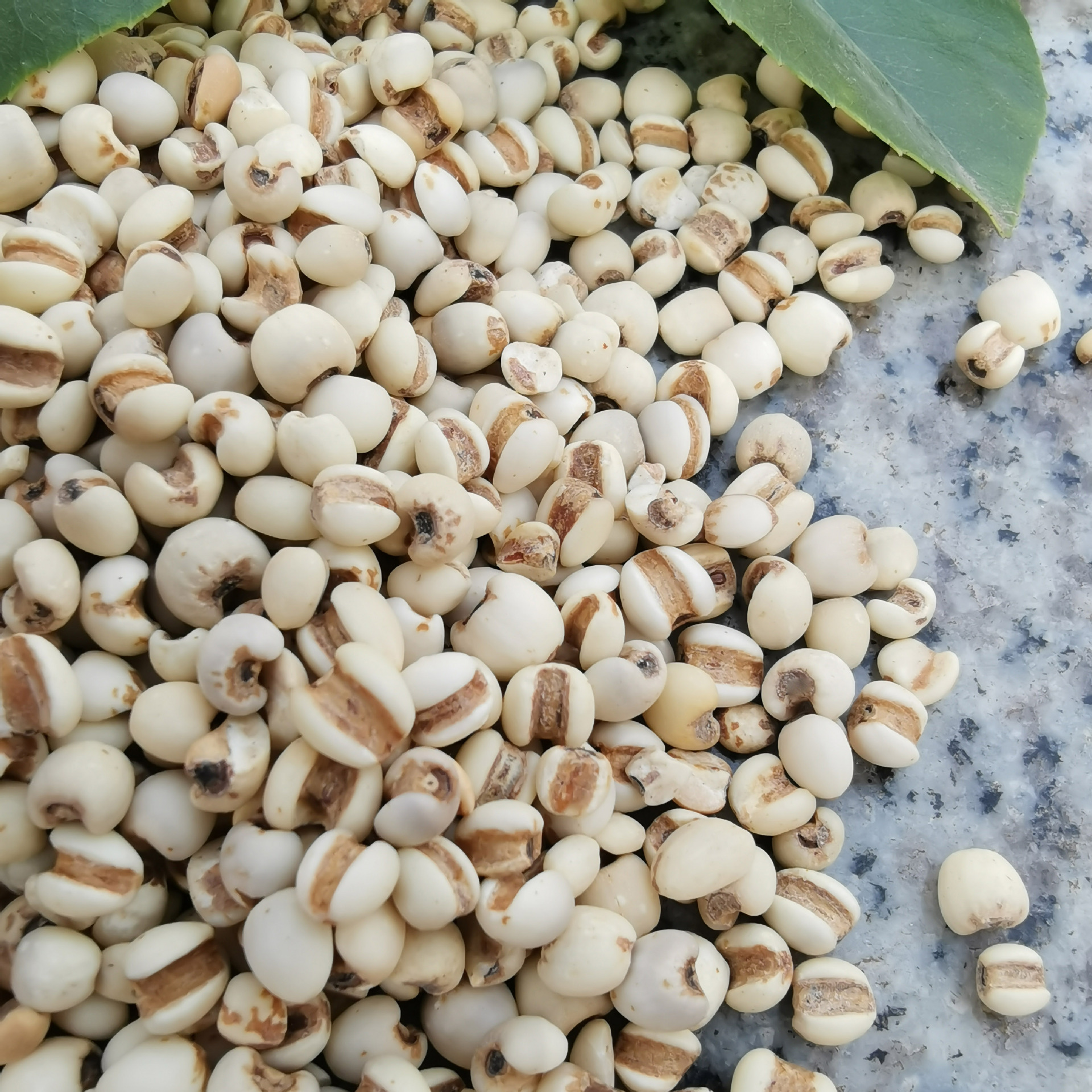 熟小薏米低温烘焙熟五谷杂粮 豆浆磨坊 磨粉现磨原料销售供应批