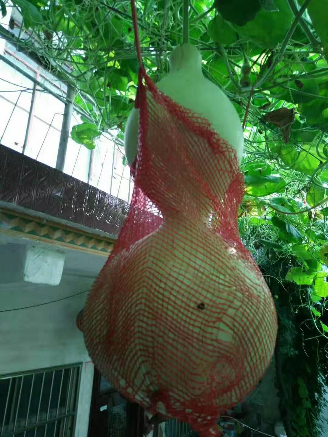 巨型葫芦 特大葫芦种子包邮 大亚腰大葫芦籽 易种手捻葫芦 微型