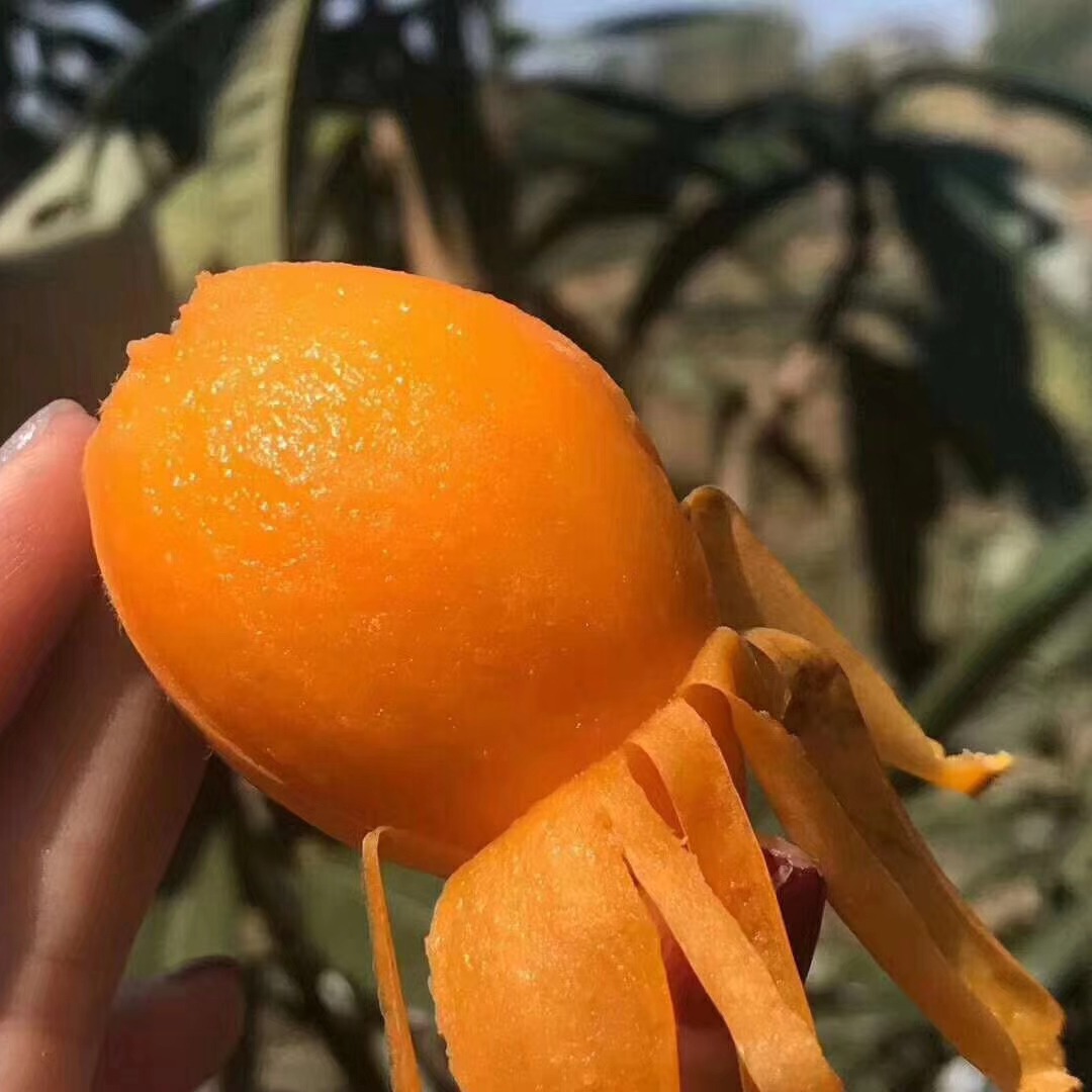 四川攀枝花米易枇杷 五星枇杷当季应季水果现摘现发现货一件代发