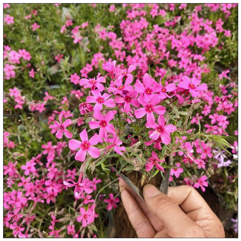 福禄考 花海景观工程 绿化带地被 丛生福禄考 多年生耐寒花卉芝樱