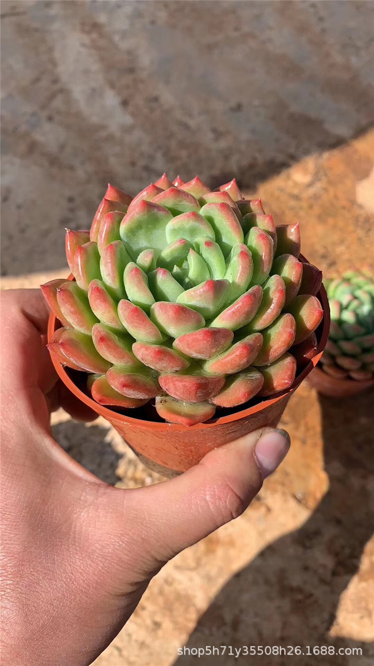 774多肉植物基地限量批发盆栽 青苹果单头盆9cm多肉品种品相实拍