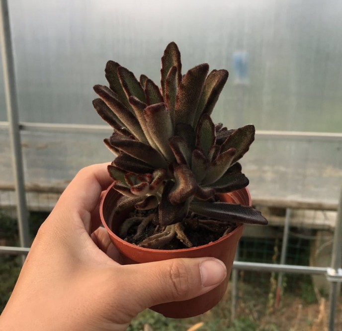 黑兔耳 小老桩 实拍9cm盆10-12cm高多肉植物