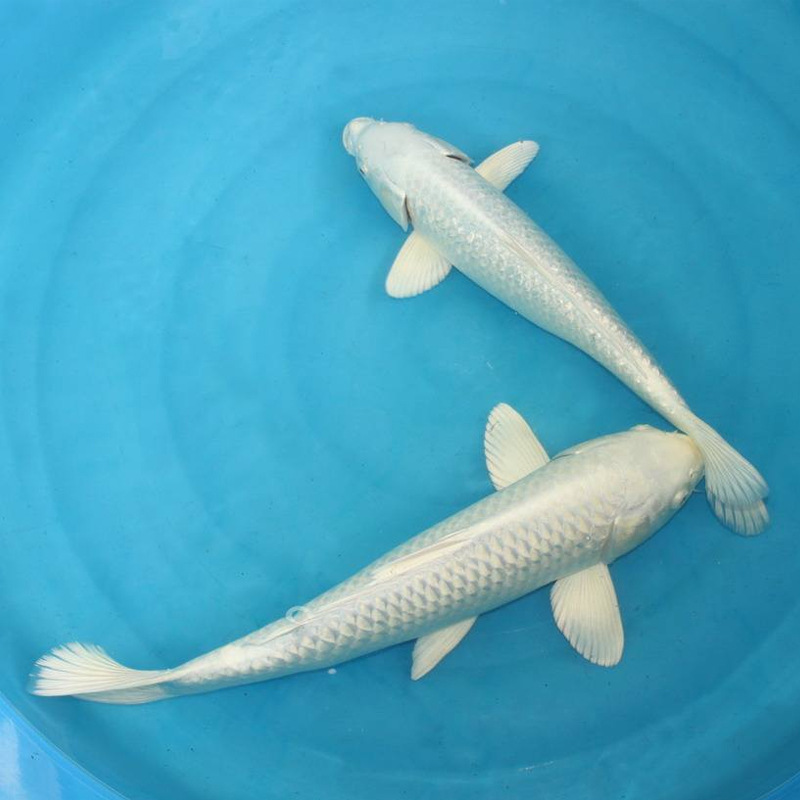 观赏鱼活体锦鲤鱼活体鱼白色锦鲤鱼活体白金锦鲤白锦鲤活体