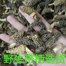 100%野生羊肚菌干货 带柄选货 非种植 云南野生 农户一手货源