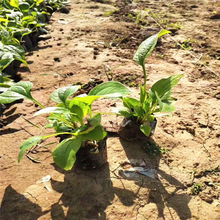 好看的松果菊小苗种植基地 松果菊货源足发货快 福建松果菊小杯苗