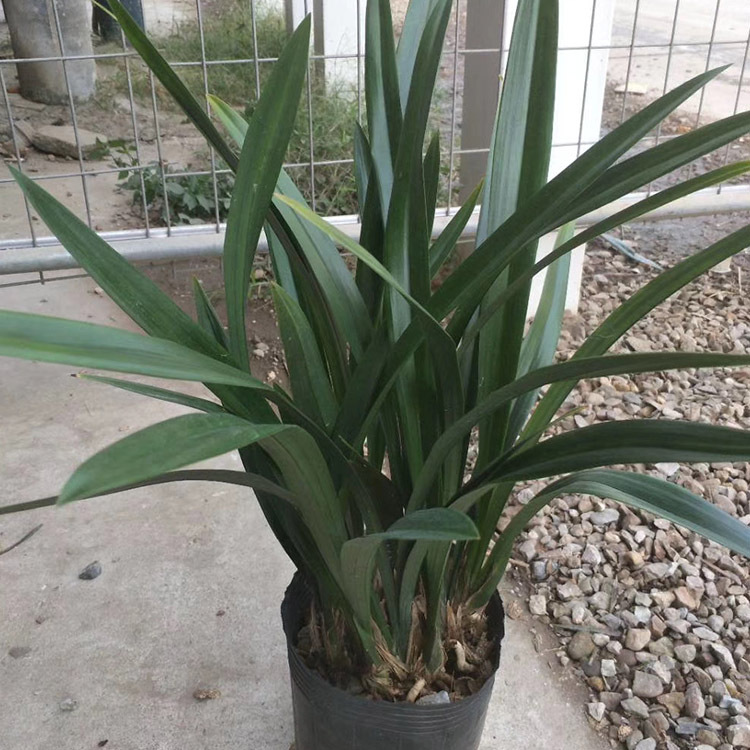 基地直销兰花剑兰企黑墨兰苗黑布袋室内桌面高档观花观叶剑兰绿植