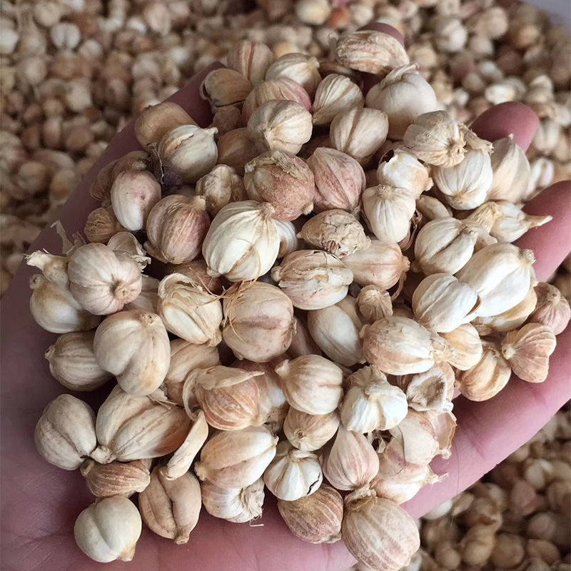 白豆蔻500g干货现货批发白扣白蔻香料大全调料餐饮卤肉火锅底料